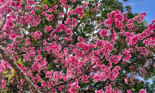 Okinawa sakura fleures